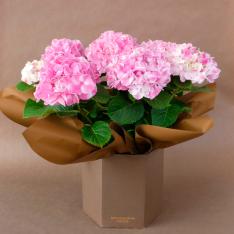 【母の日】鉢　あじさい　5寸　ピンク