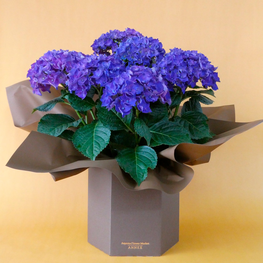 【母の日】鉢　あじさい　5寸　パープル