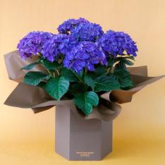 【母の日】鉢　あじさい　5寸　パープル