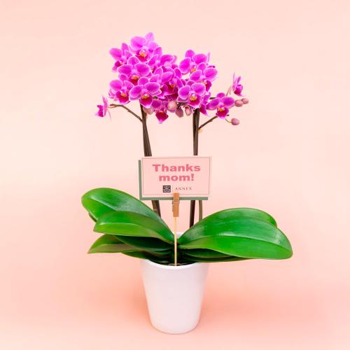 【母の日】ミディ胡蝶蘭　2本立ち（濃ピンク）