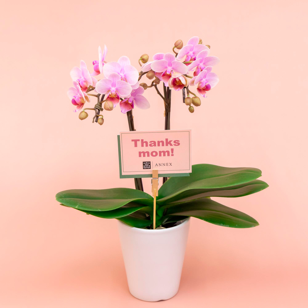 【母の日】ミディ胡蝶蘭　2本立ち（淡ピンク）