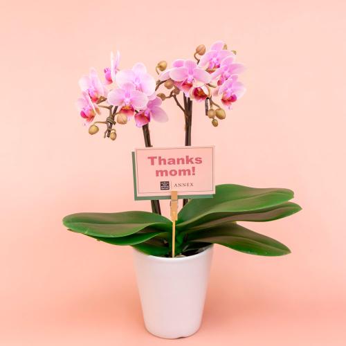 【母の日】ミディ胡蝶蘭　2本立ち（淡ピンク）