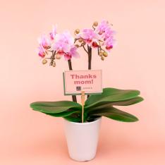 【母の日】ミディ胡蝶蘭　2本立ち（淡ピンク）