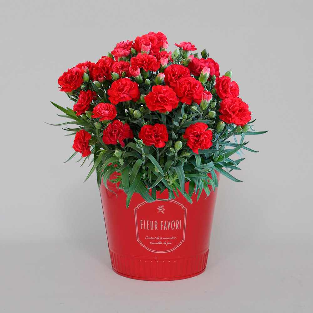 【母の日】鉢物　カーネーション　レッド