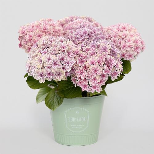 【母の日】鉢物　あじさい　ピンク