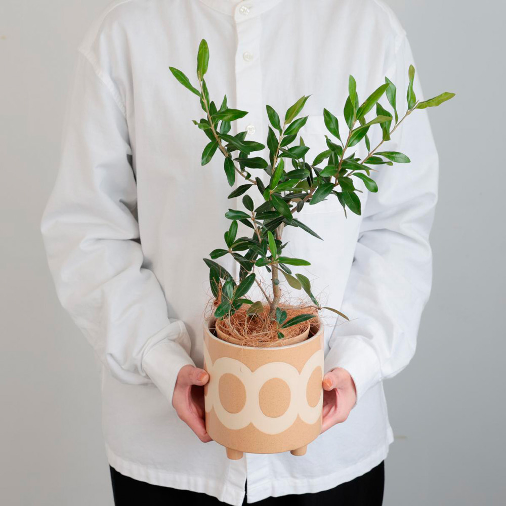 【母の日】鉢物　オリーブ