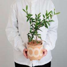 【母の日】鉢物　オリーブ