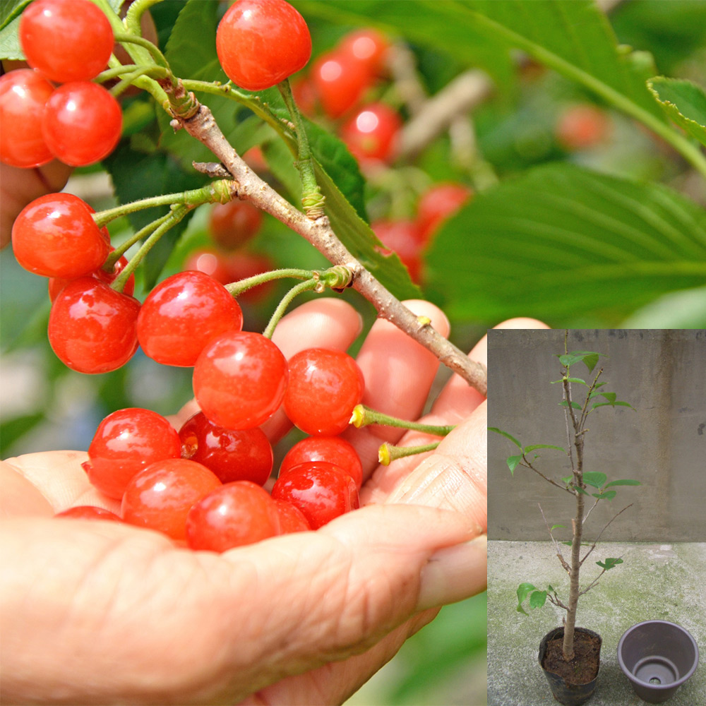 【母の日】1本でも実がなる　鉢付きさくらんぼ