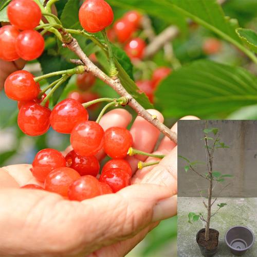 【母の日】1本でも実がなる　鉢付きさくらんぼ