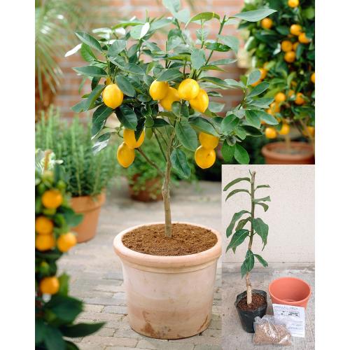 【母の日】鉢付き　四季成りレモン