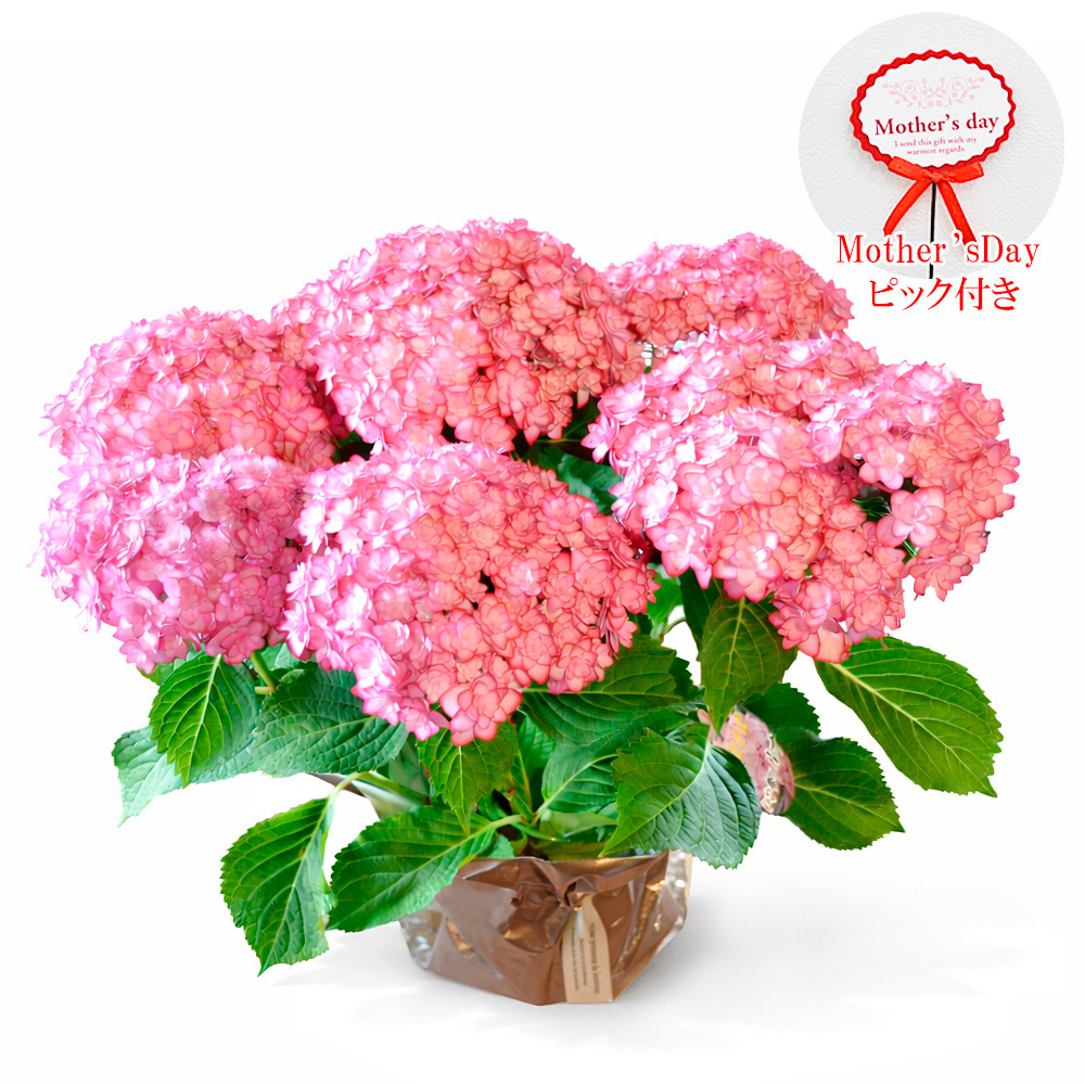 【母の日】あじさいの鉢花 ひな祭りルナピンク