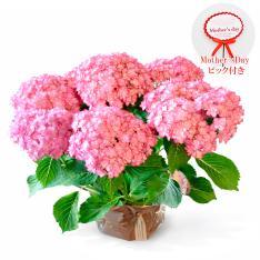 【母の日】あじさいの鉢花 ひな祭りルナピンク