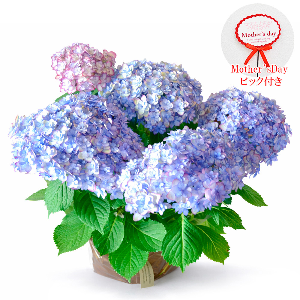【母の日】あじさいの鉢花 ひな祭りルナブルー