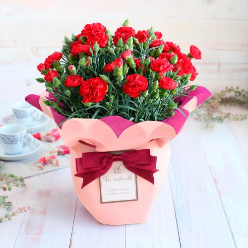 【母の日】生花　カーネーション　レッド