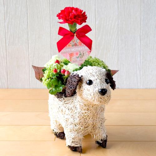 【母の日】生花アレンジメント「サンドラ」