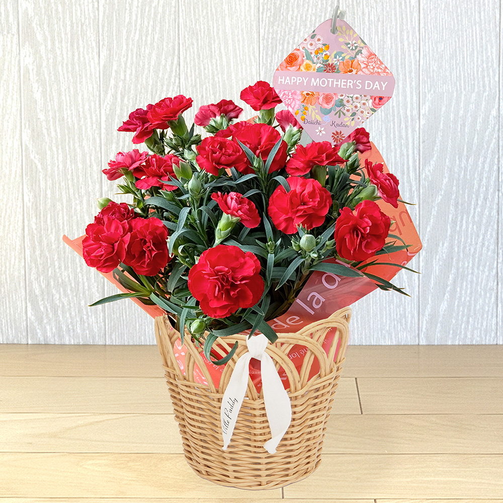 【母の日】花鉢「ザラ」