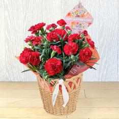 【母の日】花鉢「ザラ」