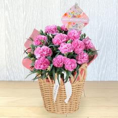 【母の日】花鉢「マム」