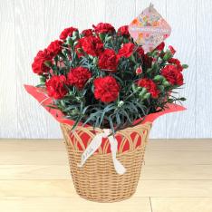 【母の日】花鉢「マトカ」