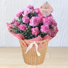 【母の日】花鉢「マーチ」