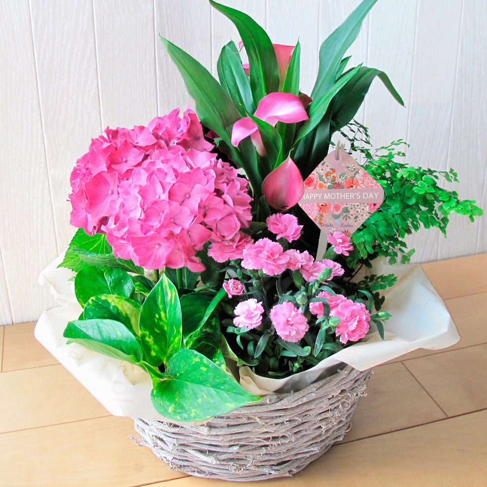 【母の日】花鉢「マミンカ」
