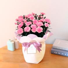 【母の日】生花カーネーション　ピンク