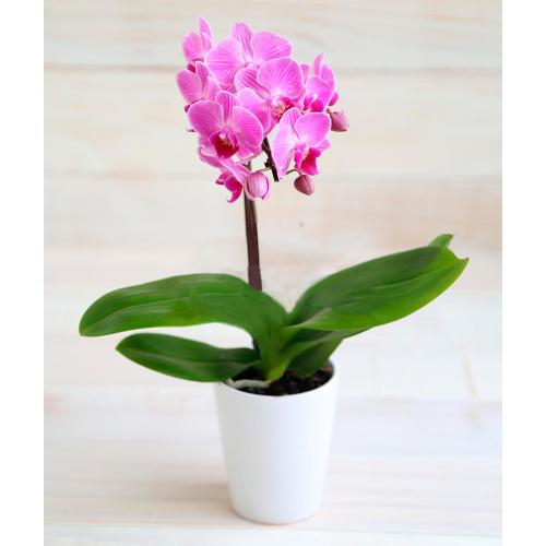 【母の日】生花胡蝶蘭　ピンク1本立