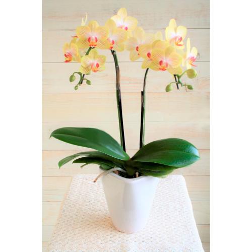 【母の日】生花胡蝶蘭　黄色2本立