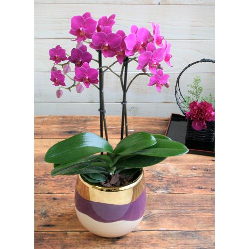 【母の日】生花胡蝶蘭　ピンク2本立