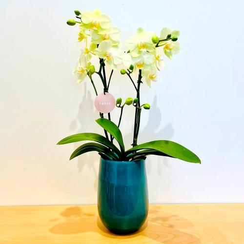 【母の日】生花胡蝶蘭　ガラスベース