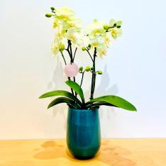 【母の日】生花胡蝶蘭　ガラスベース