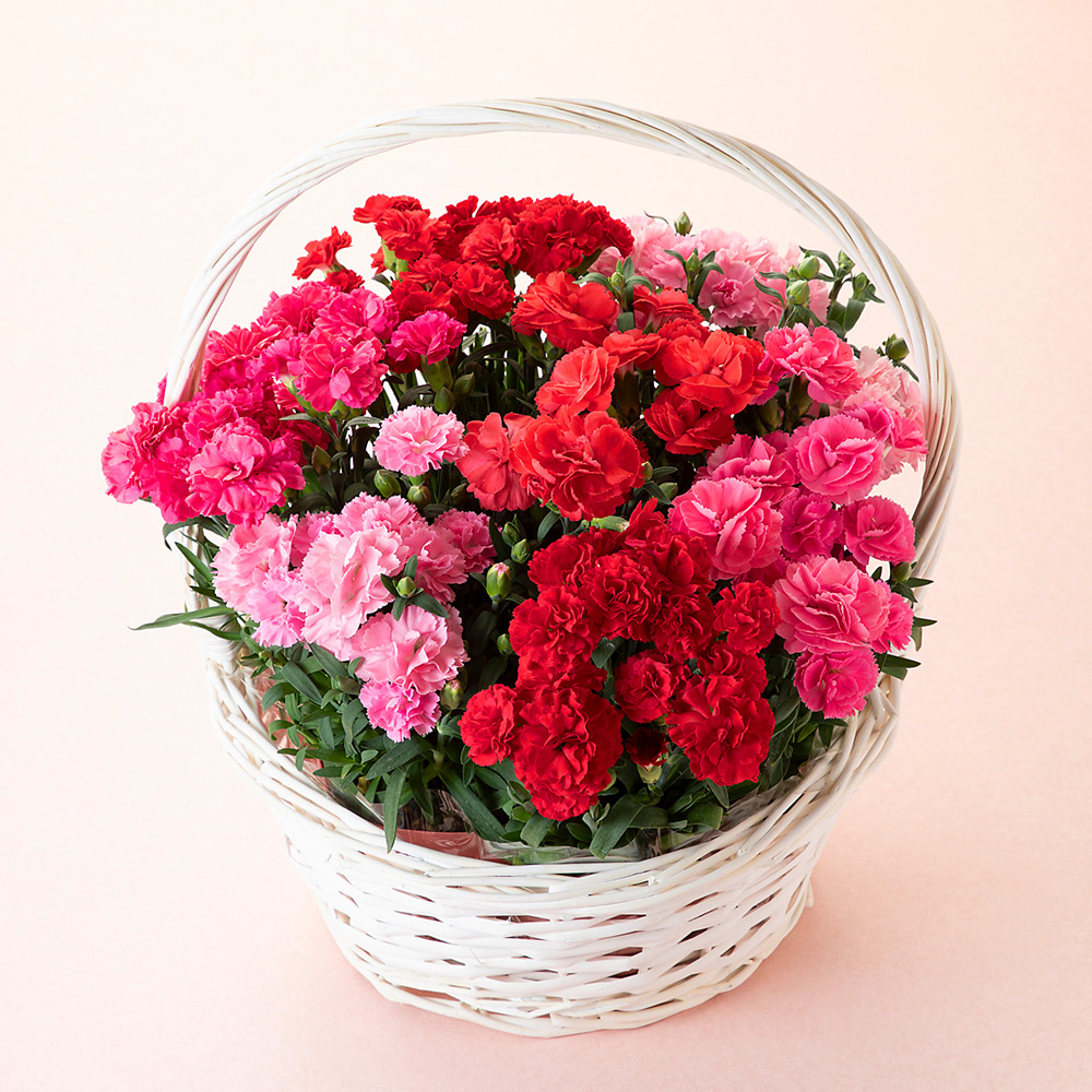 【母の日】カーネーション 7株寄せカゴ（プリティミックス）