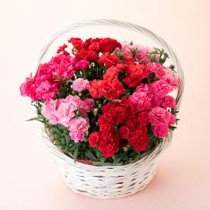 【母の日】カーネーション 7株寄せカゴ（プリティミックス）