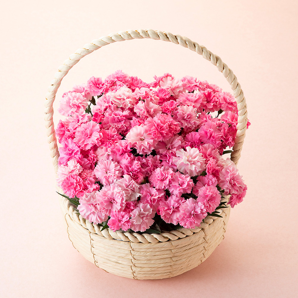 【母の日】ガーデンカーネーション 5株寄せカゴ（アイラブユー）