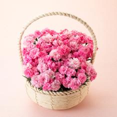 【母の日】ガーデンカーネーション 5株寄せカゴ（アイラブユー）