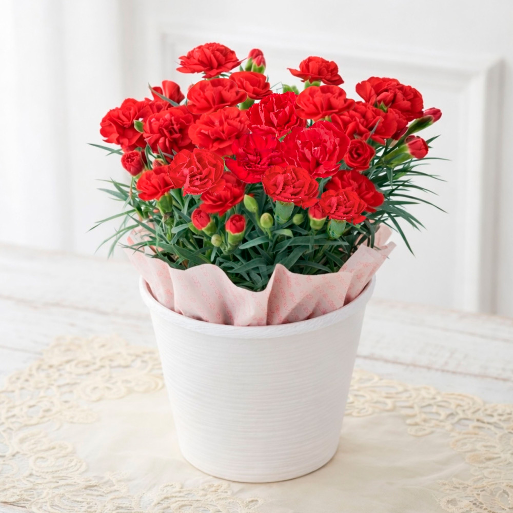 【母の日】生花カーネーション　マンマミーア