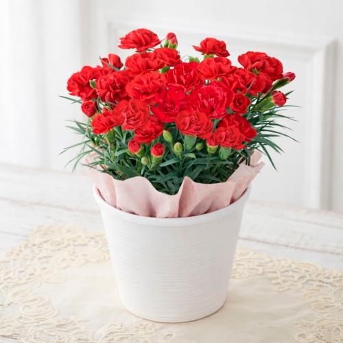 【母の日】生花カーネーション　マンマミーア