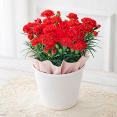 【母の日】生花カーネーション　マンマミーア