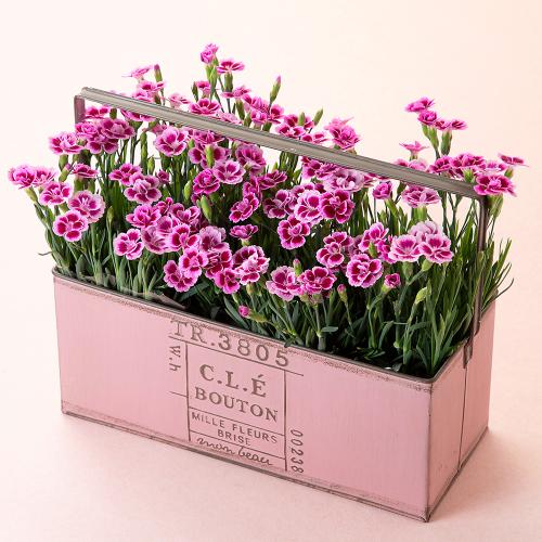 【母の日】ガーデンカーネーション 4株ブリキ鉢（ピンク）入り（ピンクキッス）