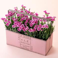 【母の日】ガーデンカーネーション 4株ブリキ鉢（ピンク）入り（ピンクキッス）