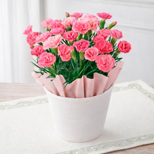 【母の日】生花カーネーション　さくらもなか