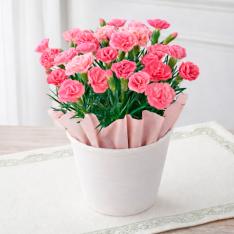 【母の日】生花カーネーション　さくらもなか