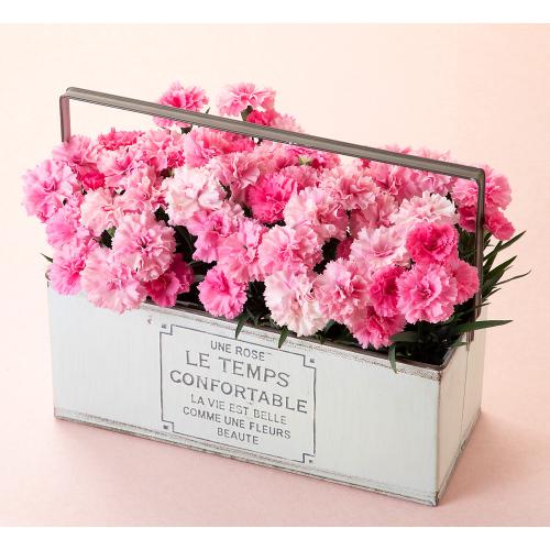 【母の日】ガーデンカーネーション 4株ブリキ鉢（白）入り（アイラブユー）