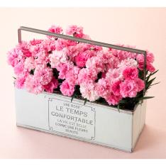 【母の日】ガーデンカーネーション 4株ブリキ鉢（白）入り（アイラブユー）