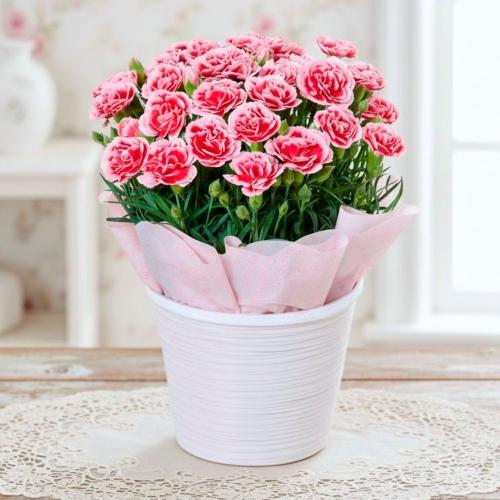 【母の日】生花カーネーション　いちごホイップ