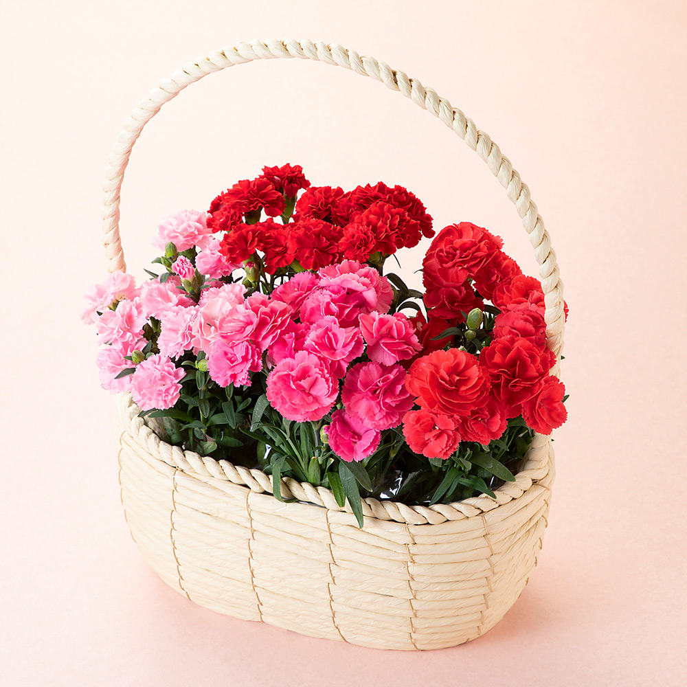 【母の日】カーネーション 4株寄せカゴ（プリティミックス）