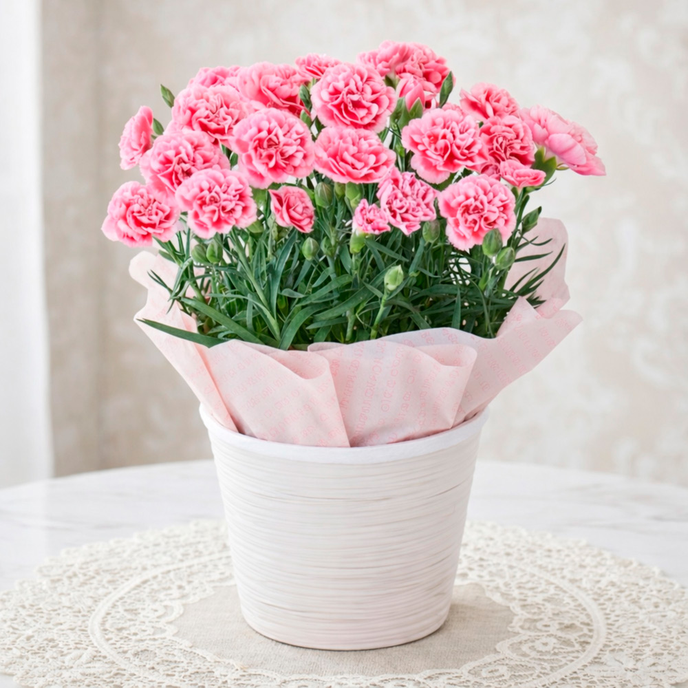 【母の日】生花カーネーション　ミルキーリップ