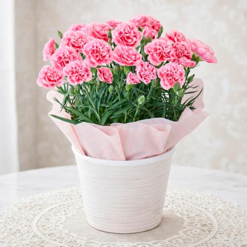 【母の日】生花カーネーション　ミルキーリップ