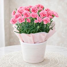 【母の日】生花カーネーション　ミルキーリップ