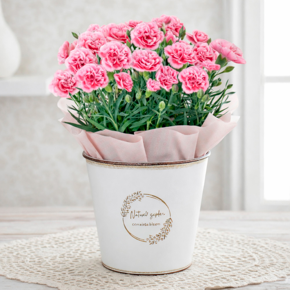 【母の日】生花カーネーション　ミルキーリップブリキカバー